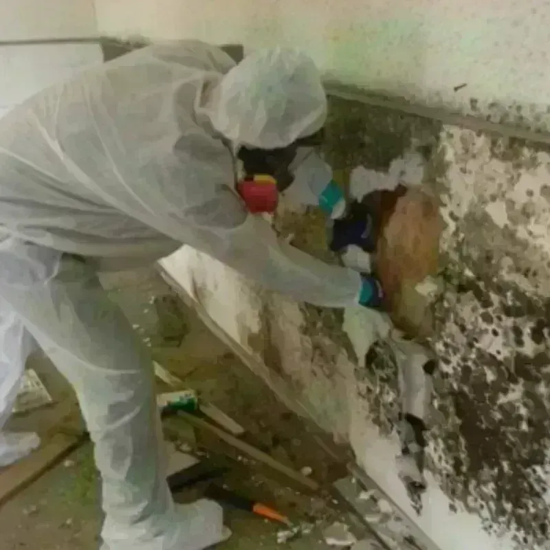 Mold Remediation and Removal in Colusa, CA